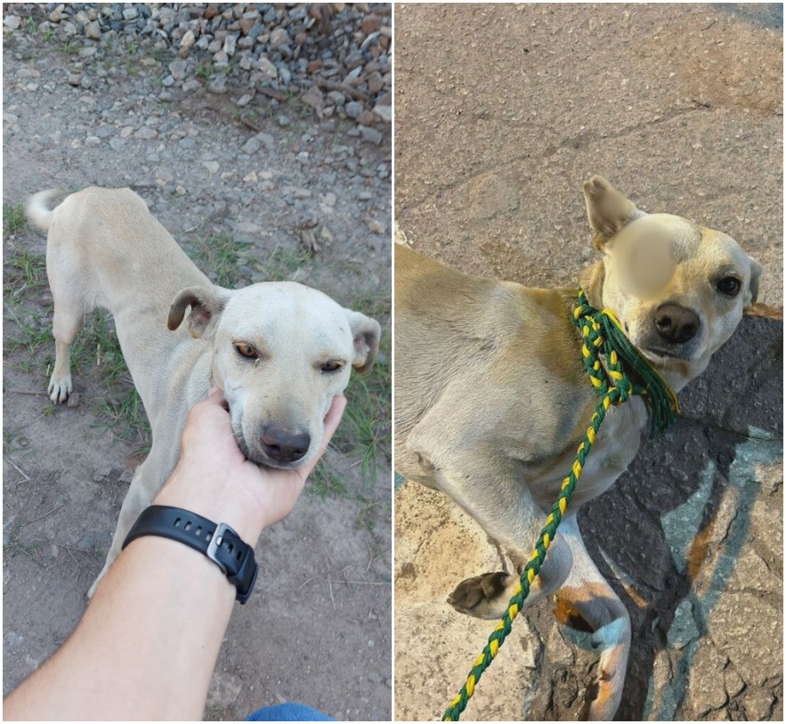 Cão perde um dos olhos após ser atacado com pedrada por funcionário de empresa logística 