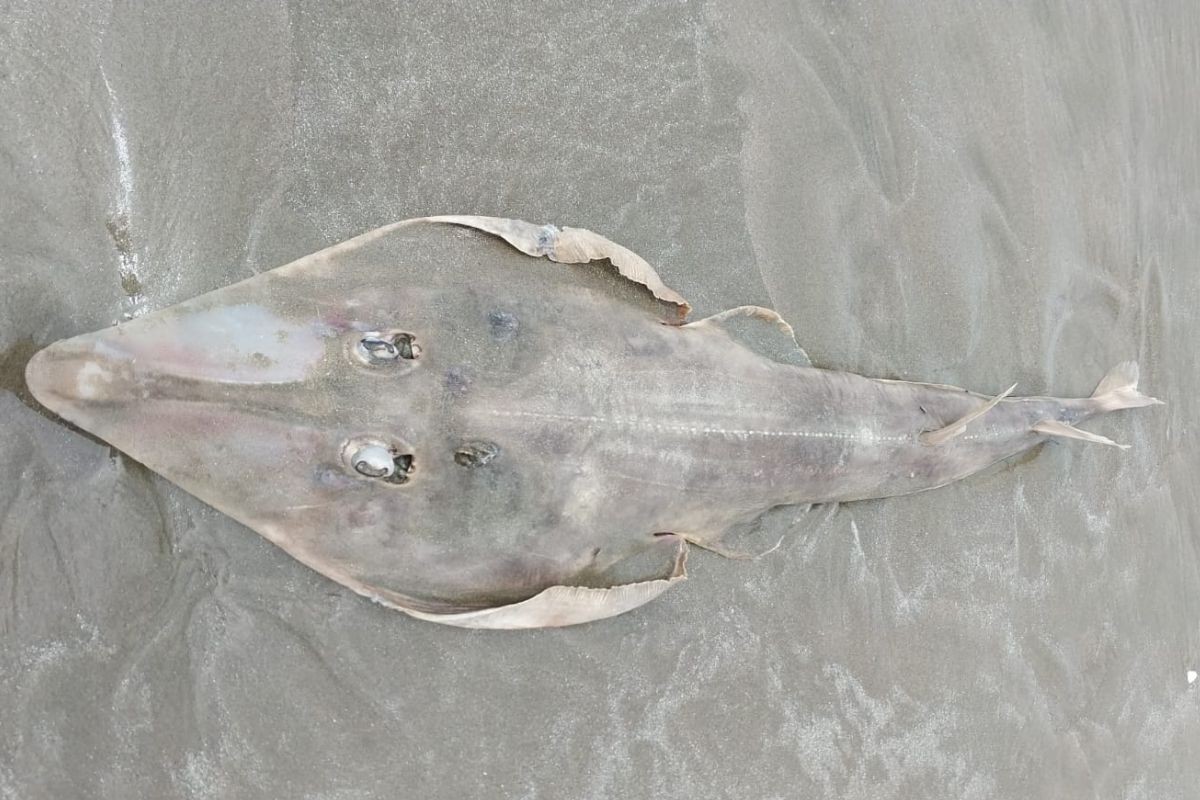Raia-viola, em perigo de extinção, é encontrada morta em praia | G1