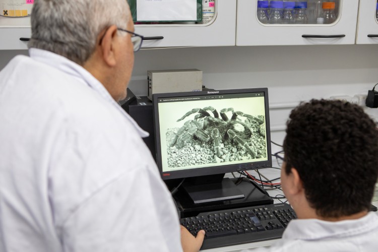 Aranha amazônica revela composto que pode tratar fungos resistentes