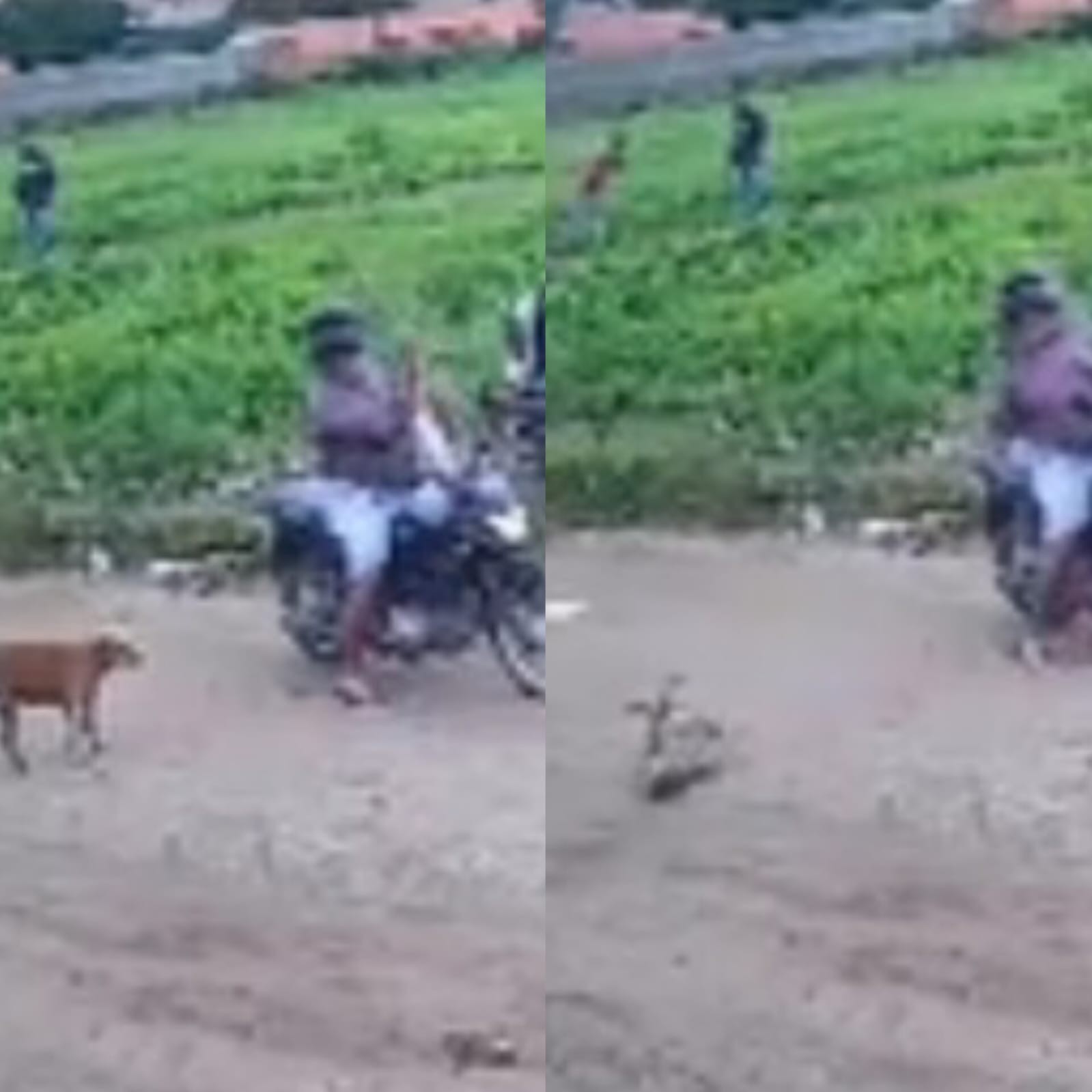 Homem flagrado agredindo cadela com paulada em Delmiro Gouveia é denunciado por maus-tratos pelo MP-AL
