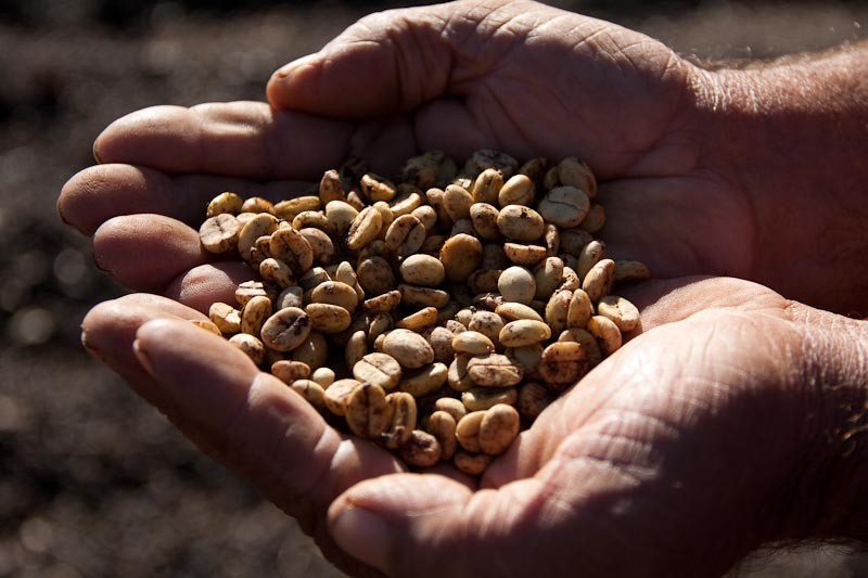 Preços do café têm alta de até 7% em novembro: ‘menor produção no Vietnã elevou busca por variedade brasileira’, aponta USP