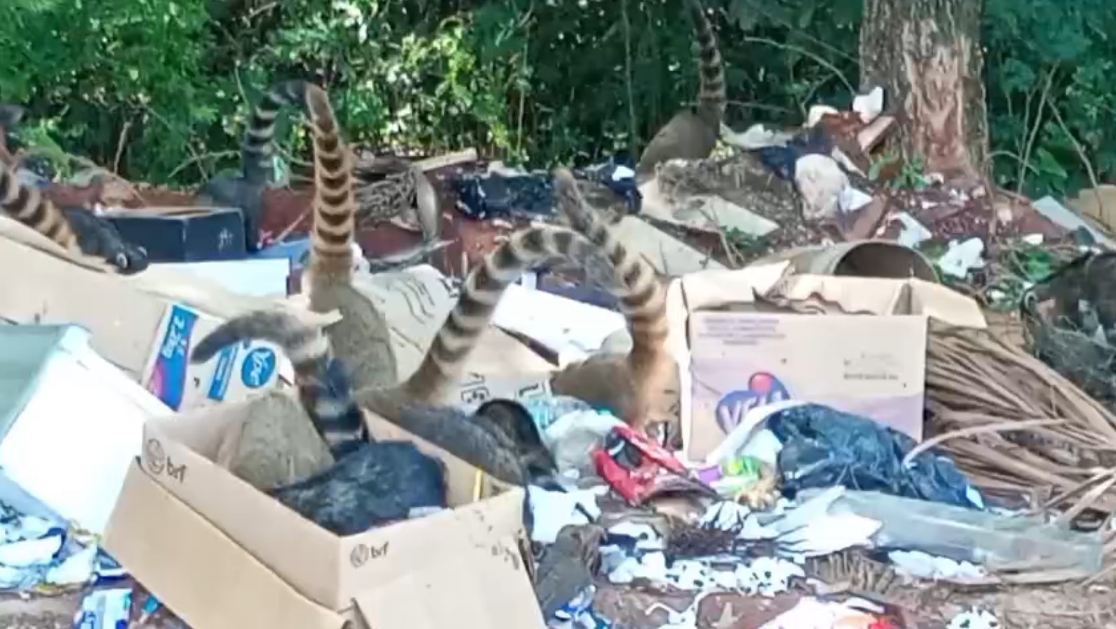 VÍDEO: descarte irregular de lixo atrai dezenas de quatis e preocupa moradores de Mogi Guaçu