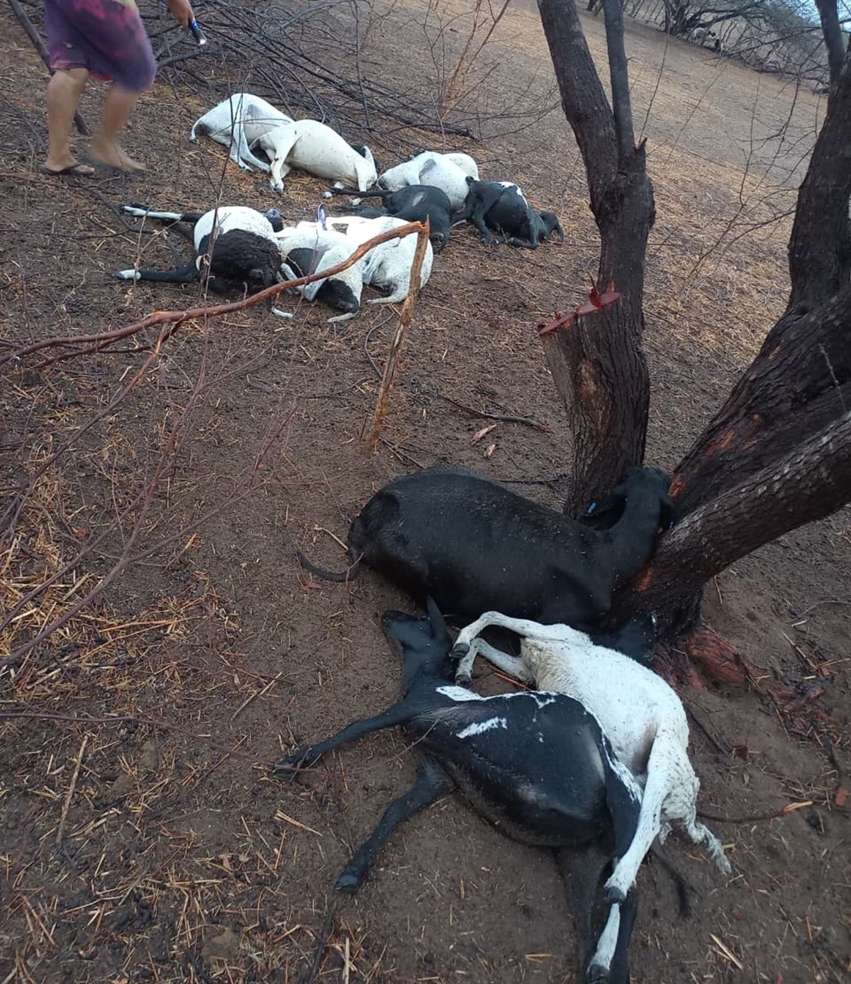 Raio mata 12 ovelhas durante chuva no interior do RN 