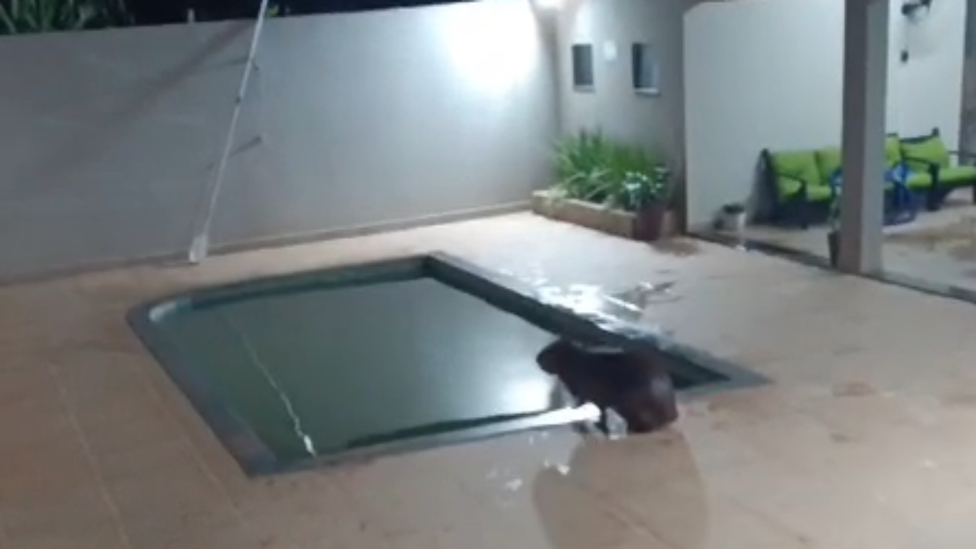 VÍDEO: capivara invade casa e dá mergulho na piscina antes de ser capturada, no Paraná