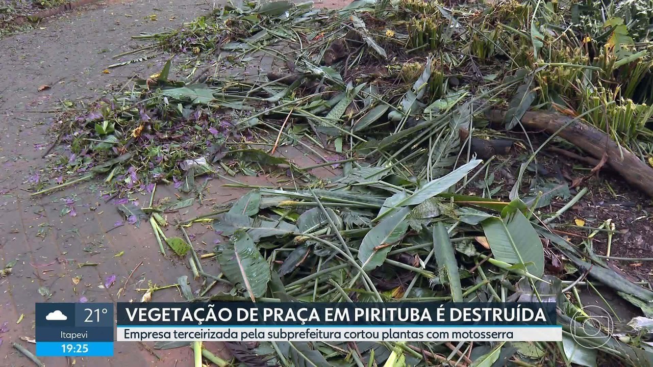 Moradores relatam que Prefeitura de SP fez poda drástica em vegetação de praça em Pirituba