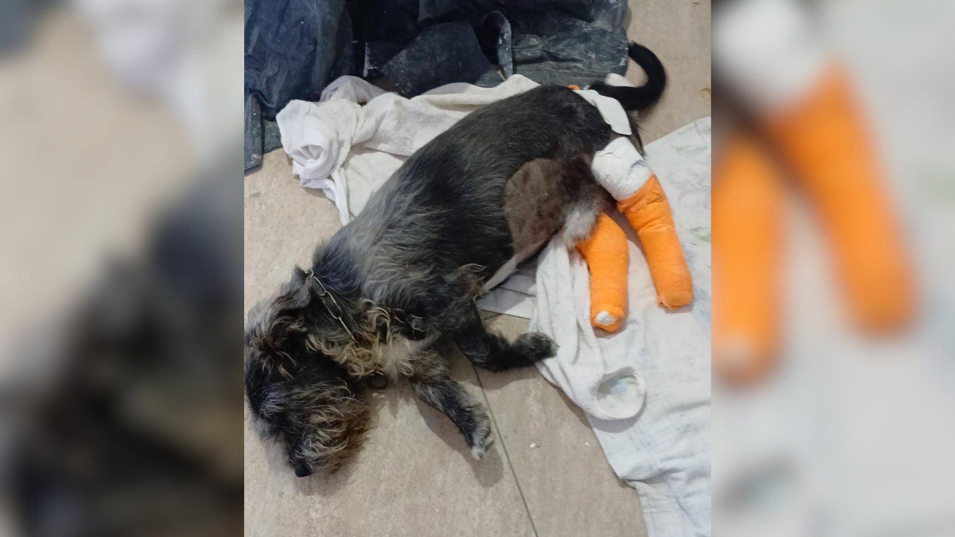 VÍDEO: cachorro é atropelado por carro em alta velocidade e na contramão em Votorantim