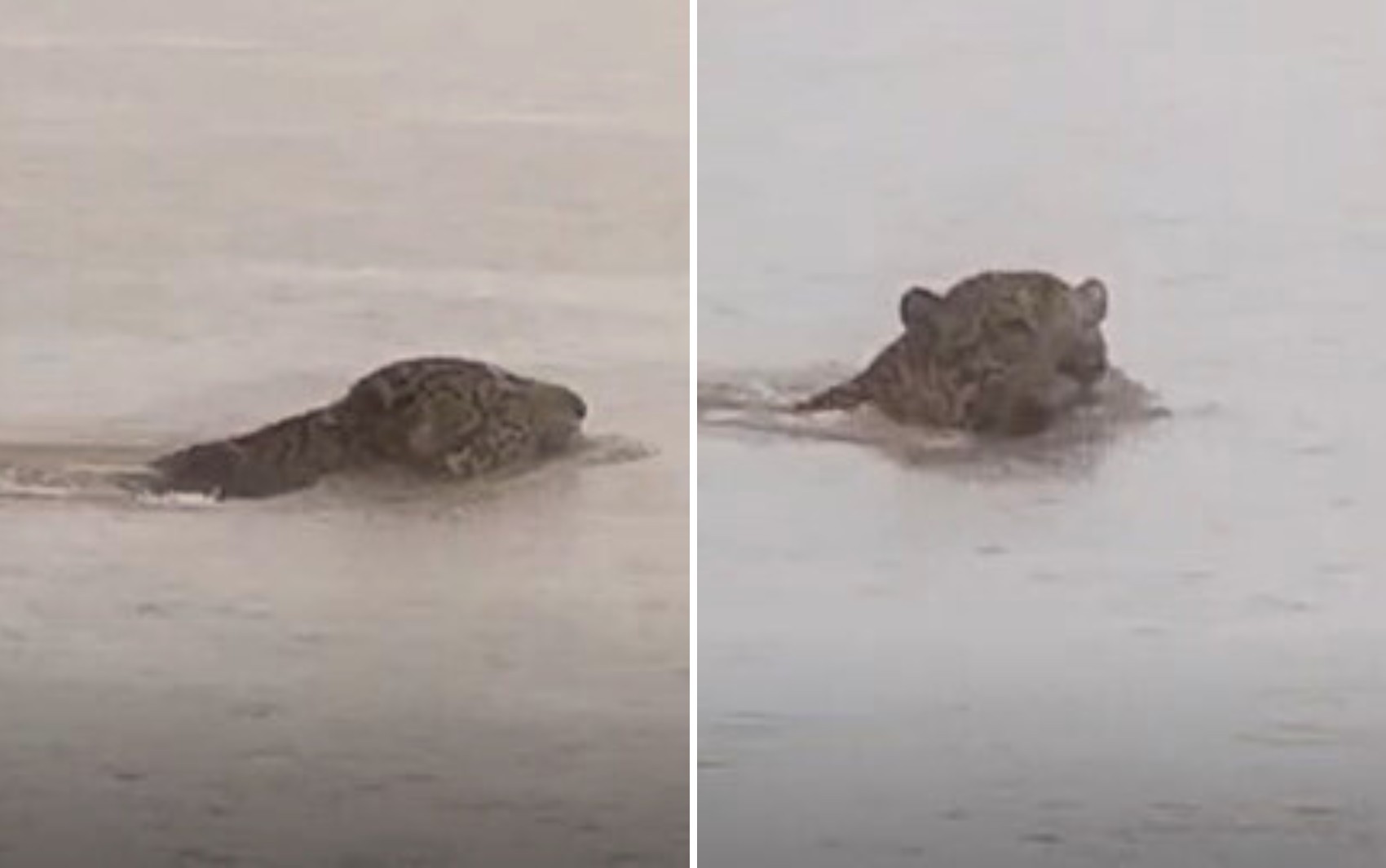 Onça cruza Rio Araguaia e impressiona pescador; vídeo 