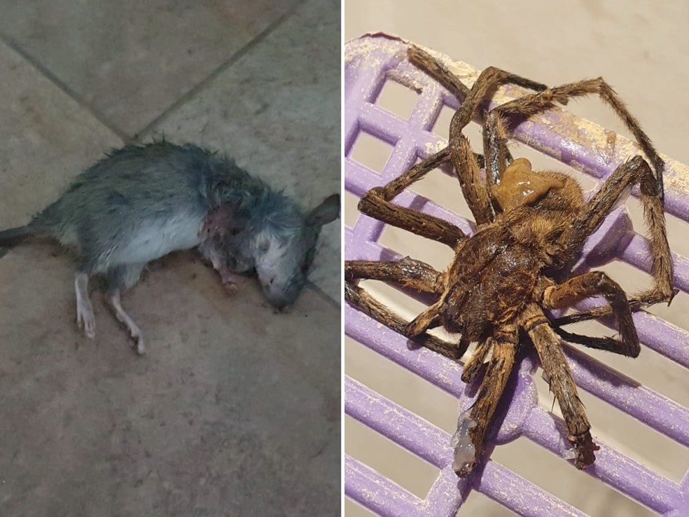 Situação está causando o aparecimento de ratos e animais peçonhentos em Porto Ferreira, SP — Foto: EPTV/Reprodução