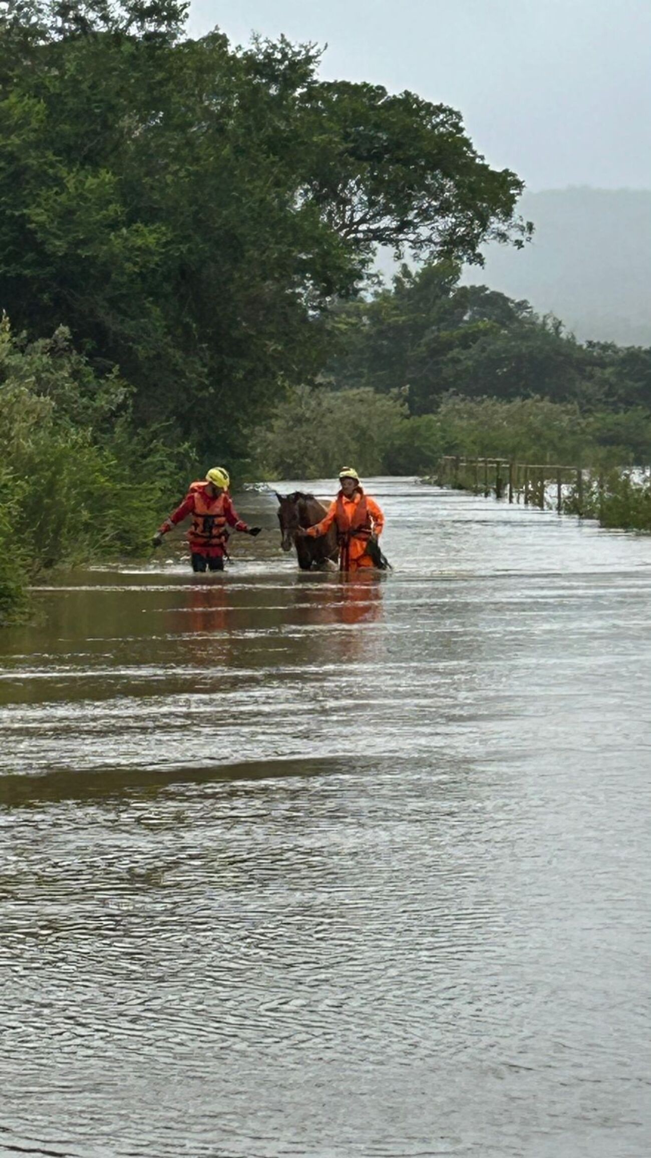 Vídeo mostra Bombeiros andando com água acima dos joelhos para resgatar cavalo ilhado em MG