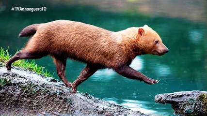 Cachorro Vinagre: canídeo considerado raro vem sendo registrado em reservas do Cerrado