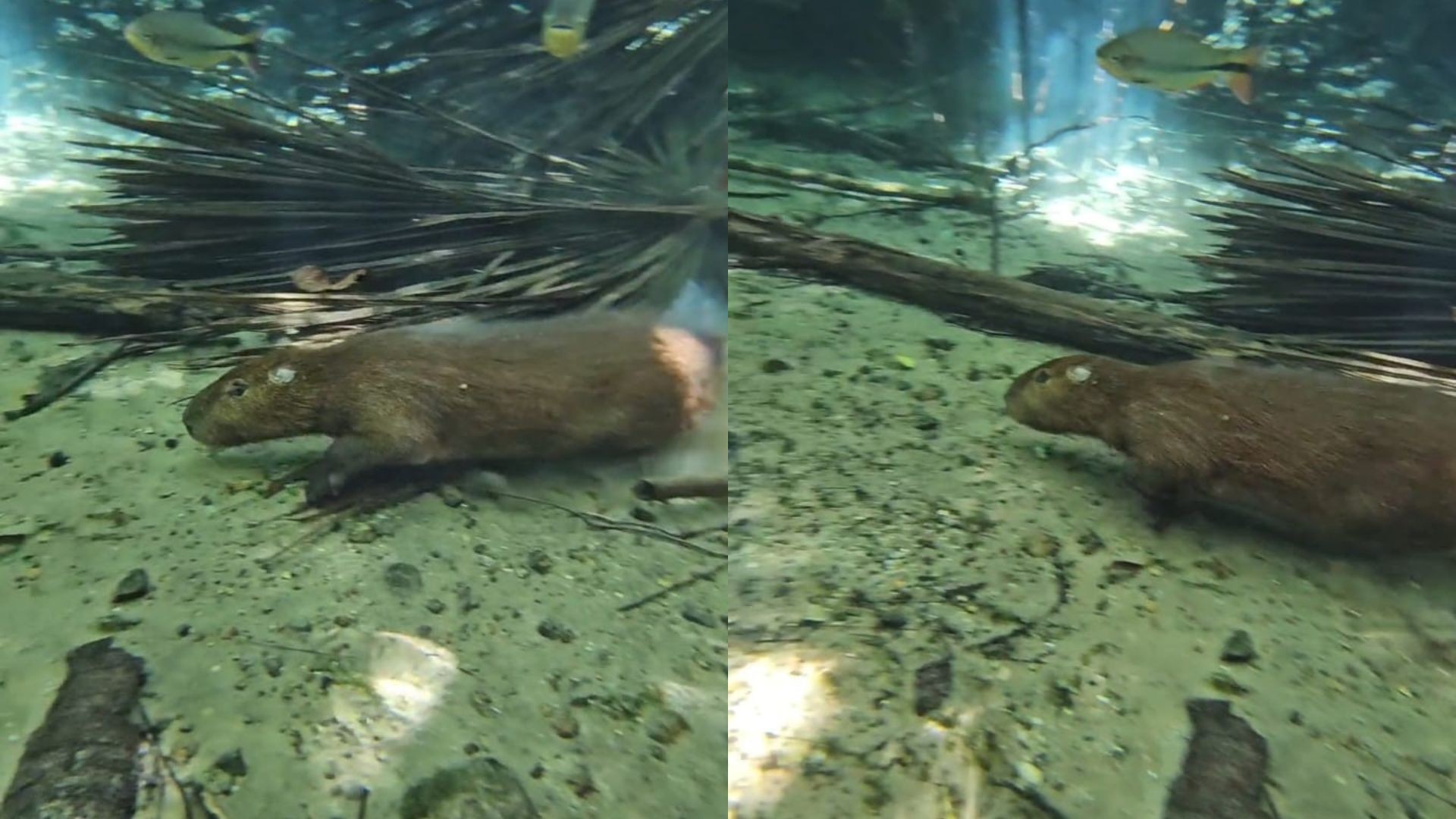 VÍDEO: guia de turismo flagra raro momento de capivara nadando em rio de águas cristalinas em MT