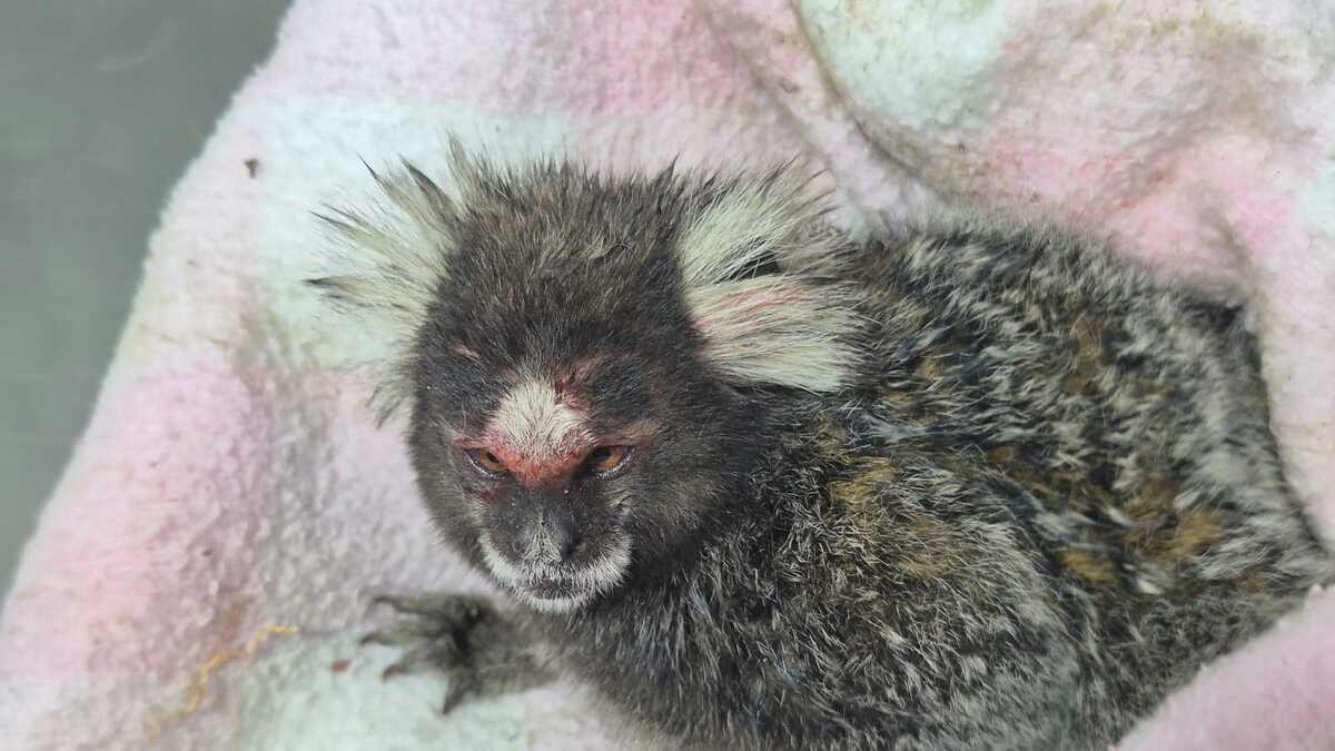 Sagui é devolvido à natureza após ser resgatado no Parque Centenário, em Mogi das Cruzes
