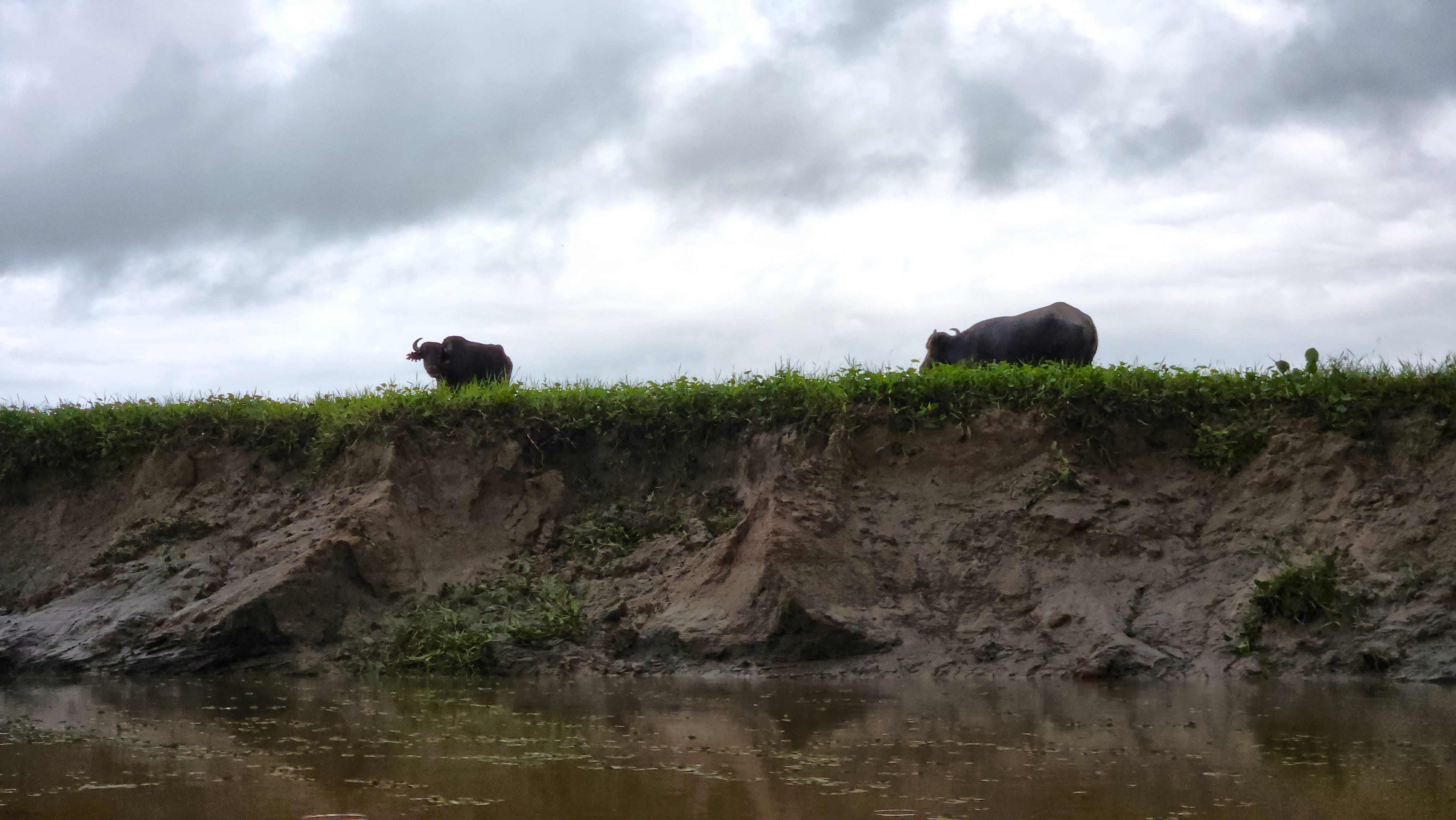 Após acordo com o MPF, pecuarista vai retirar 2 mil búfalos de leito assoreado do Araguari, no AP