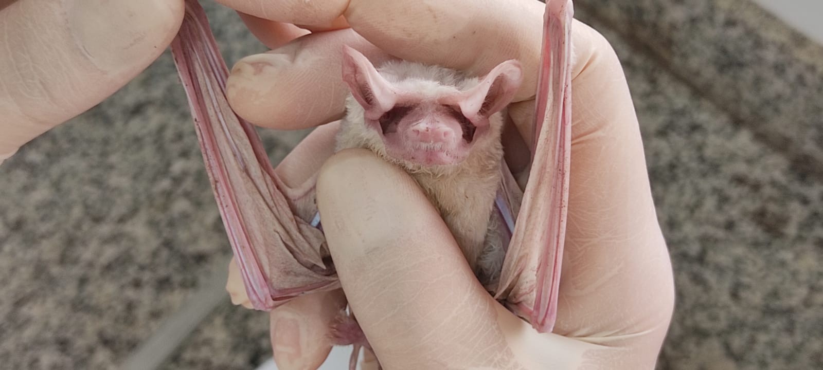 Piracicaba e Santa Bárbara suspendem vacinação de rotina de cães e gatos após atraso em repasses