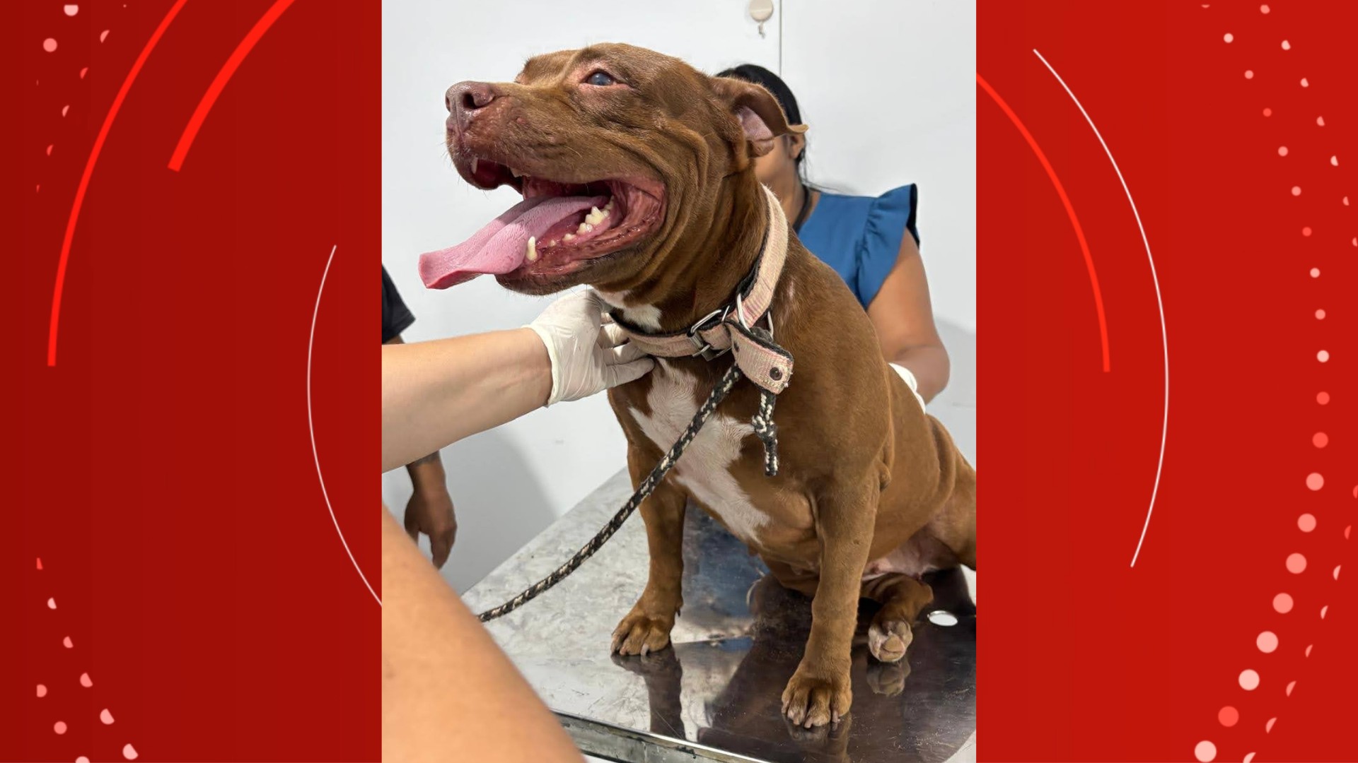 Ifap oferece atendimento veterinário gratuito para animais domésticos e silvestres em Porto Grande