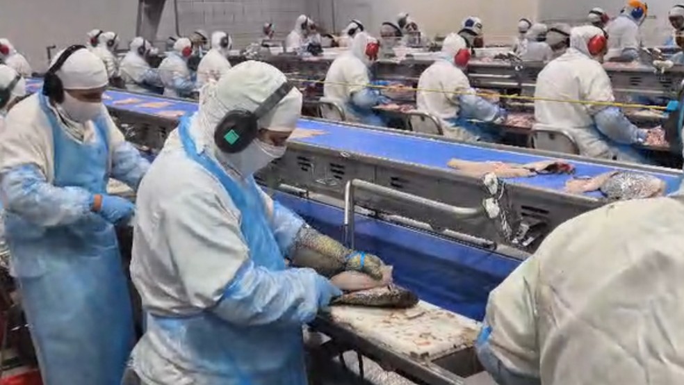 Produção de tilápia em Mato Grosso do Sul