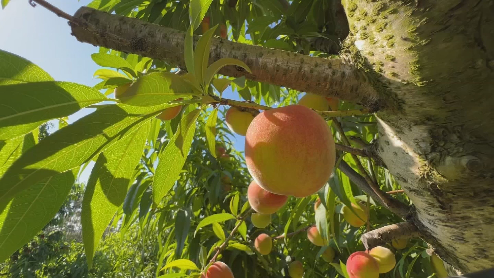 Você Não Tá Convidada pro Meu Bat Mitzvá!