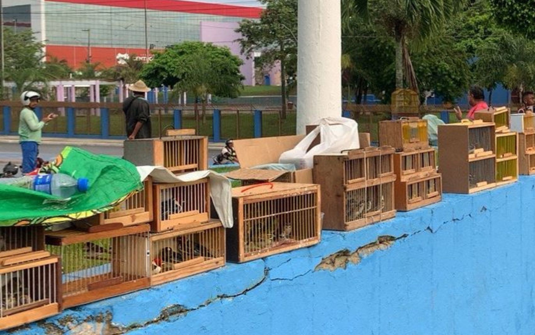Polícia apreende 155 pássaros silvestres na feira livre de Lagarto