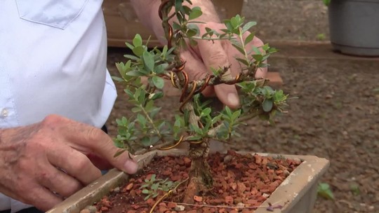 Paisagista paranaense tem uma das maiores coleções de bonsai do Brasil - Programa: Caminhos do Campo 