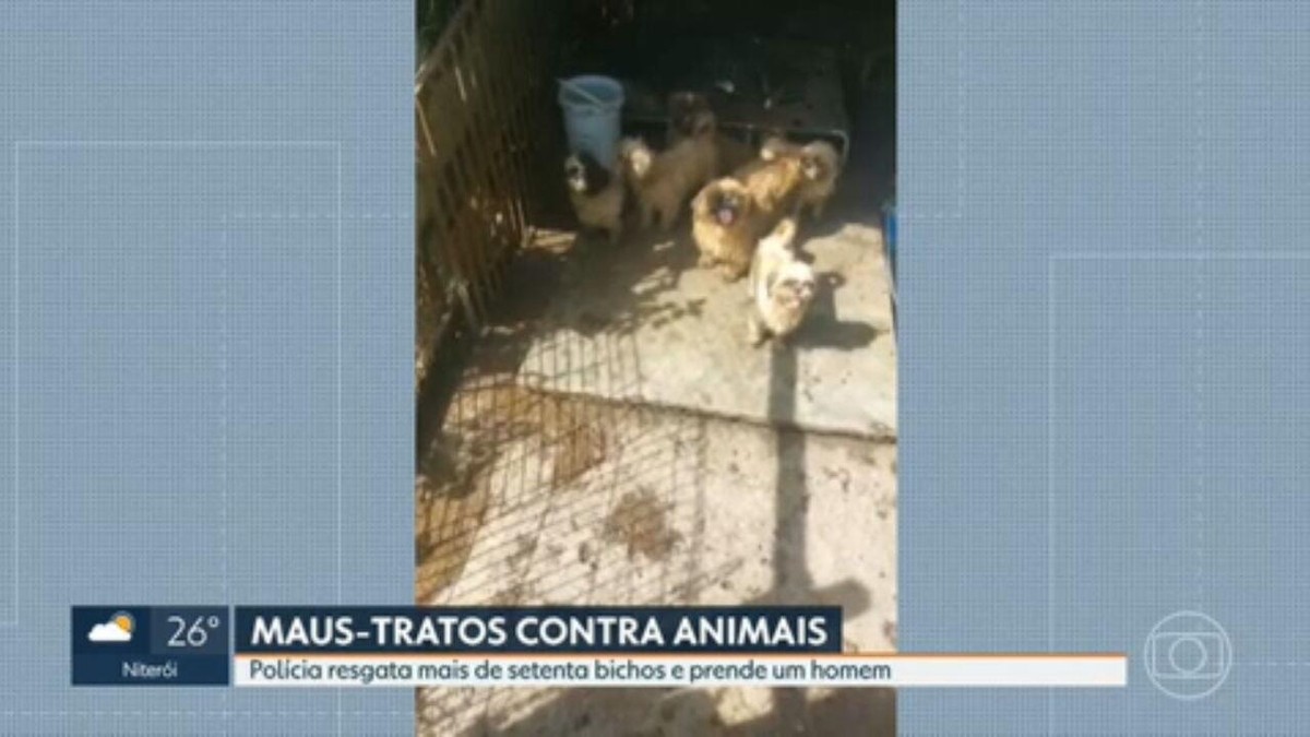 Casos De Maus-Tratos A Animais Domésticos No Rj Sobem 42%, Diz  - G1