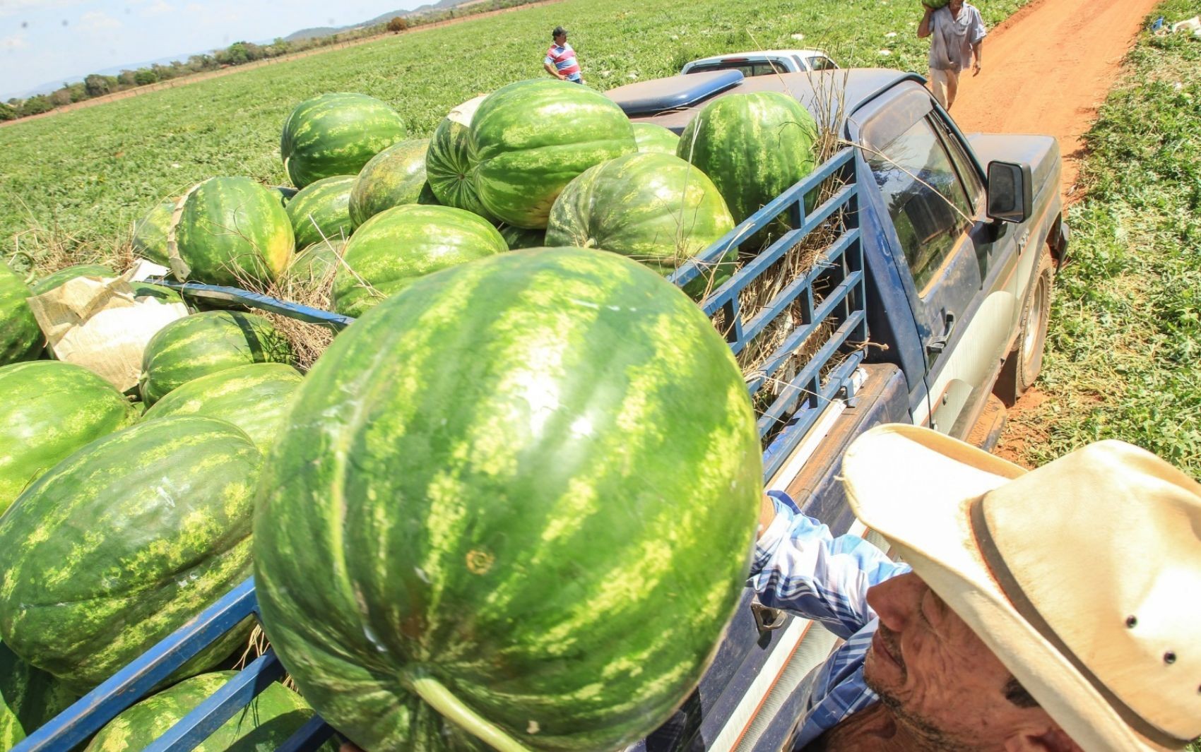 Cidade goiana conquista autorização para exportar melancia, melão e abóbora