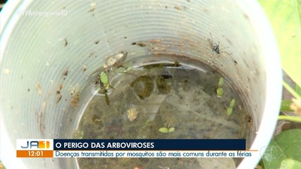 Arboviroses: doenças transmitidas por mosquitos são mais comuns durante as férias