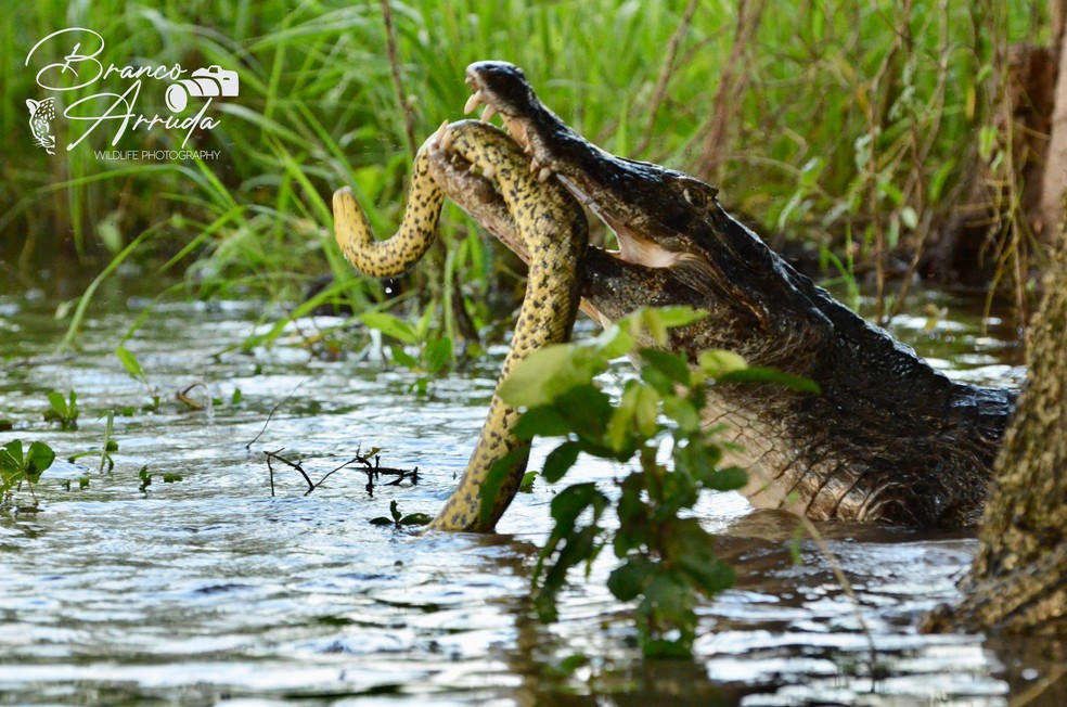Animais ficaram brigando por cerca de duas horas — Foto: Branco Arruda