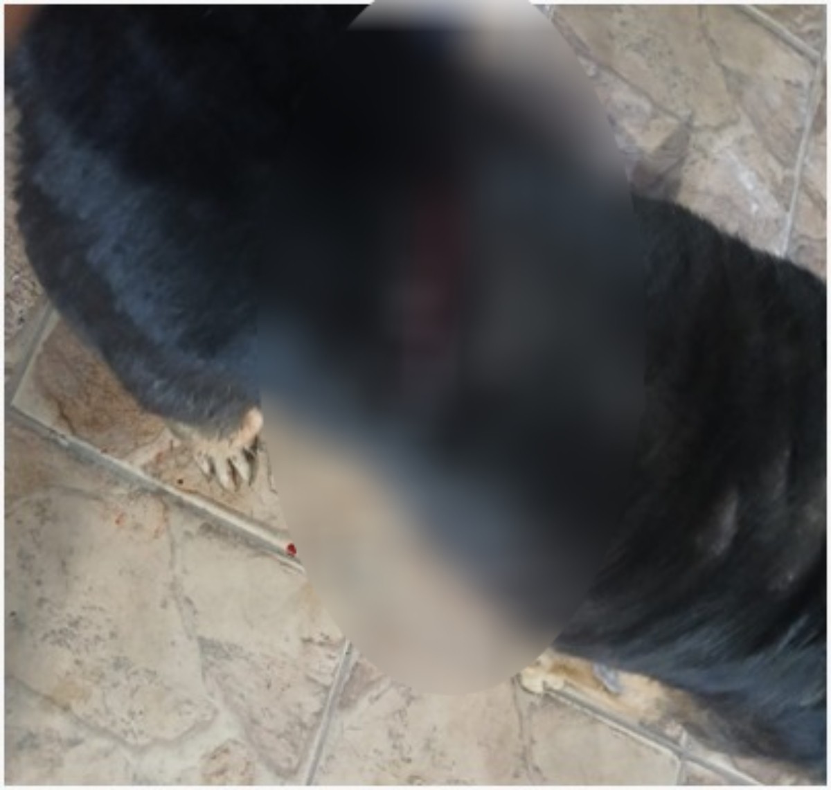 Homem é preso por suspeita de esfaquear cachorro em Volta Redonda