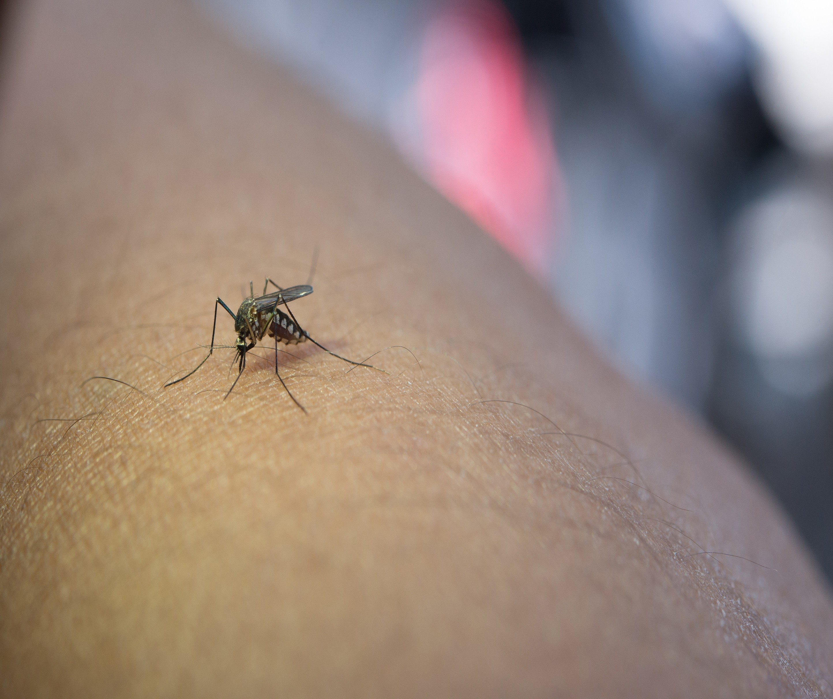 Várzea Paulista confirma primeira morte por dengue em 2024