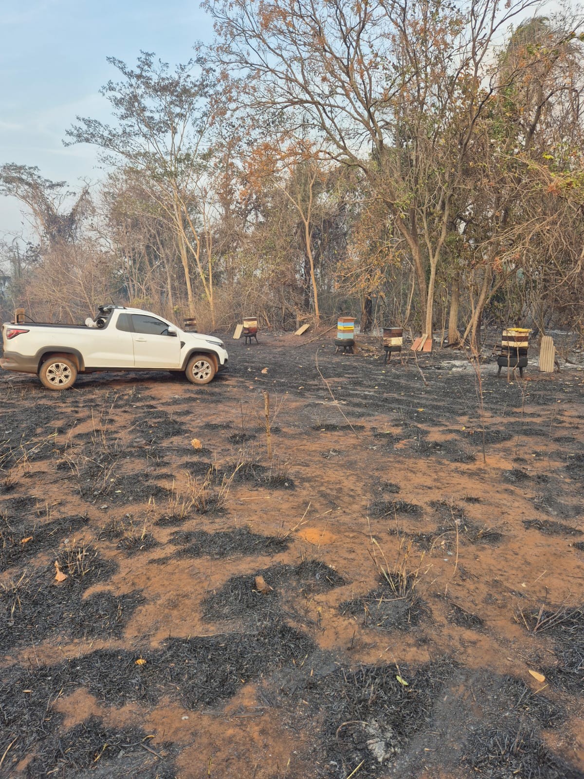 Incêndios no Pantanal matam população de abelhas em região de MT; entenda consequências