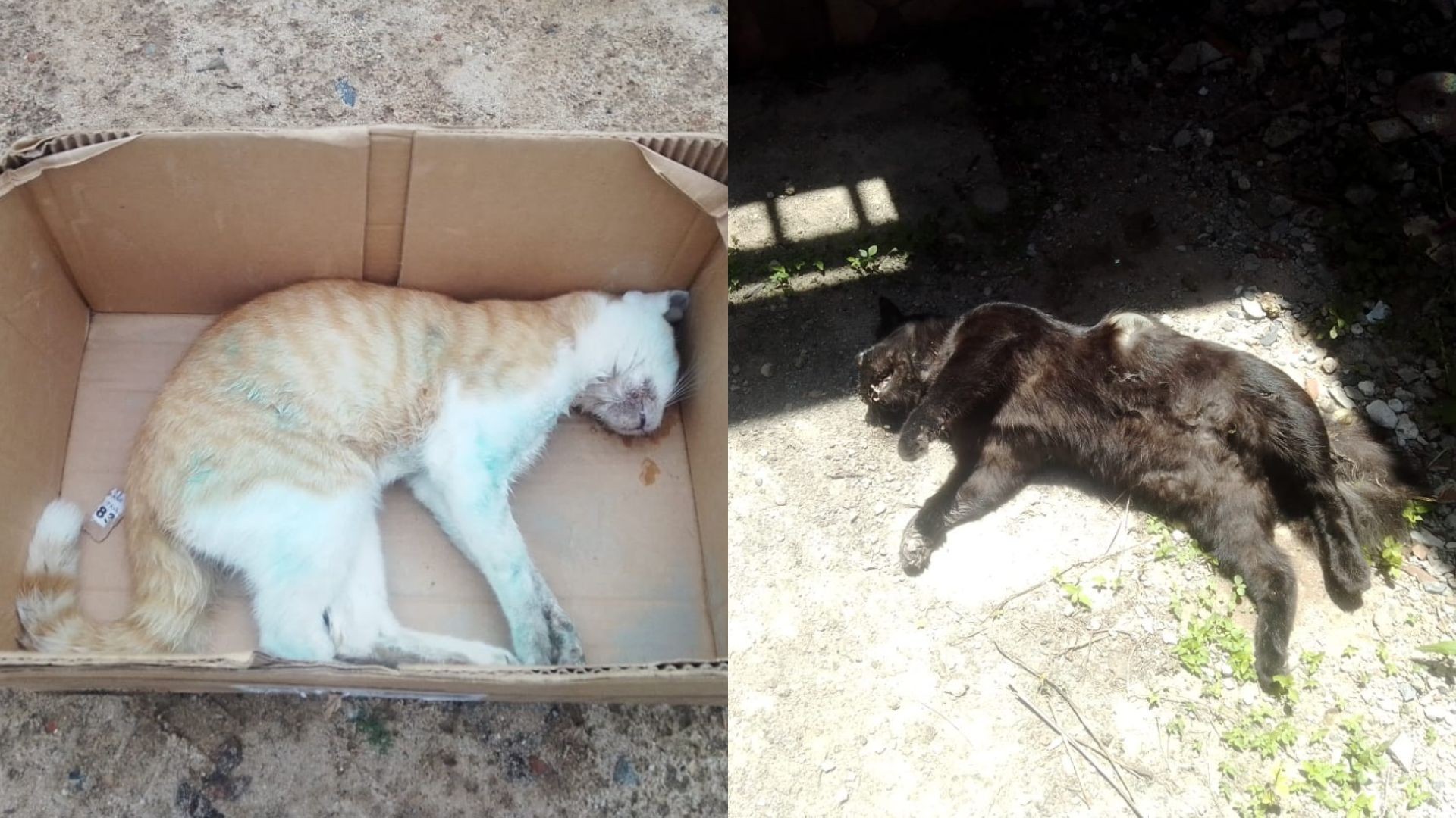 Dez gatos de rua são achados mortos durante dois meses em Paulista; moradores denunciam envenenamento