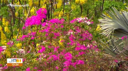 Primavera no Tocantins: bióloga explica a importância da estação para as flores
