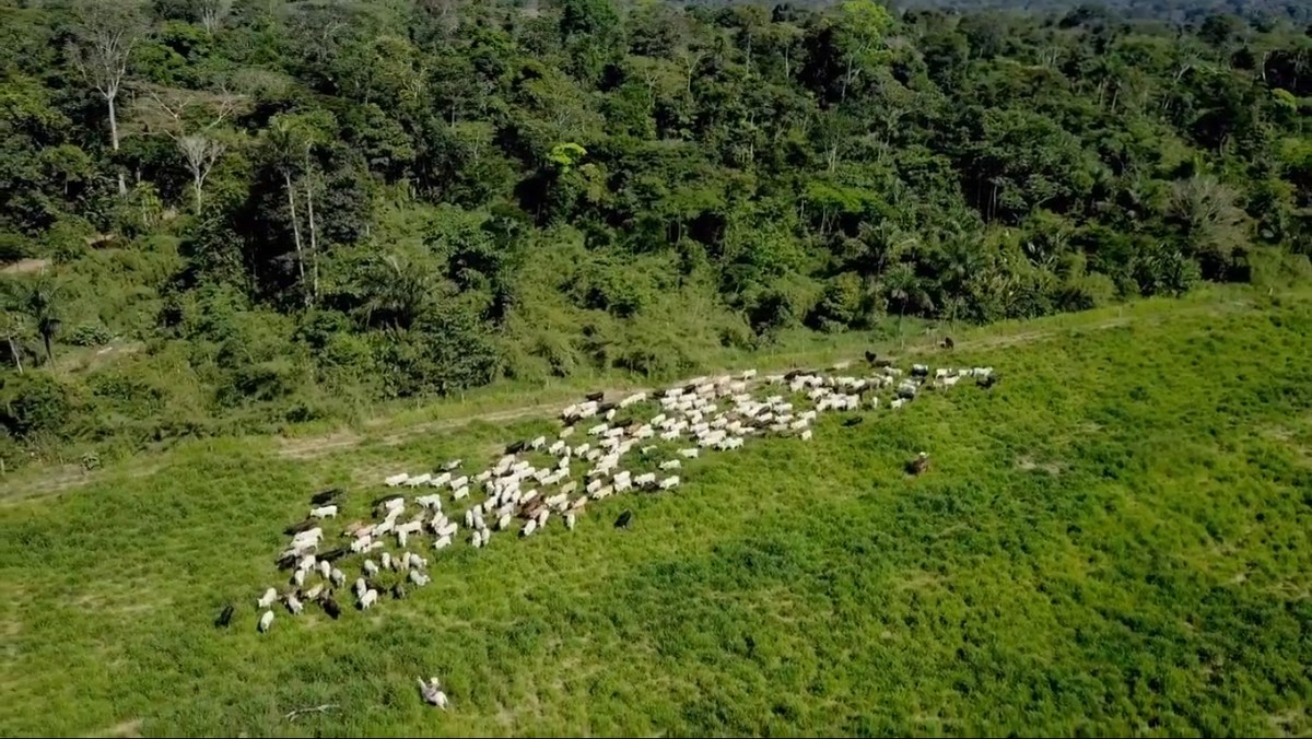 Pecuaristas encontram alternativas para alimentar gado após baixa de chuva em MT