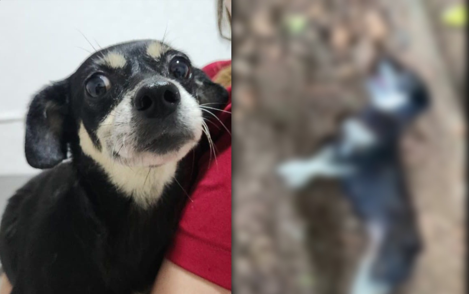 Cachorra prenha resgatada após ser enterrada viva é adotada em Joinville