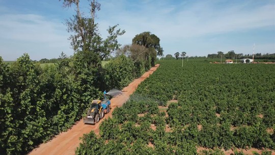 Produtores tentam se proteger contra ameaça de incêndios na seca - Produtores estão adotando o método de aceiros, faixas de terreno que aumentam o espaço entre plantações vizinhas.