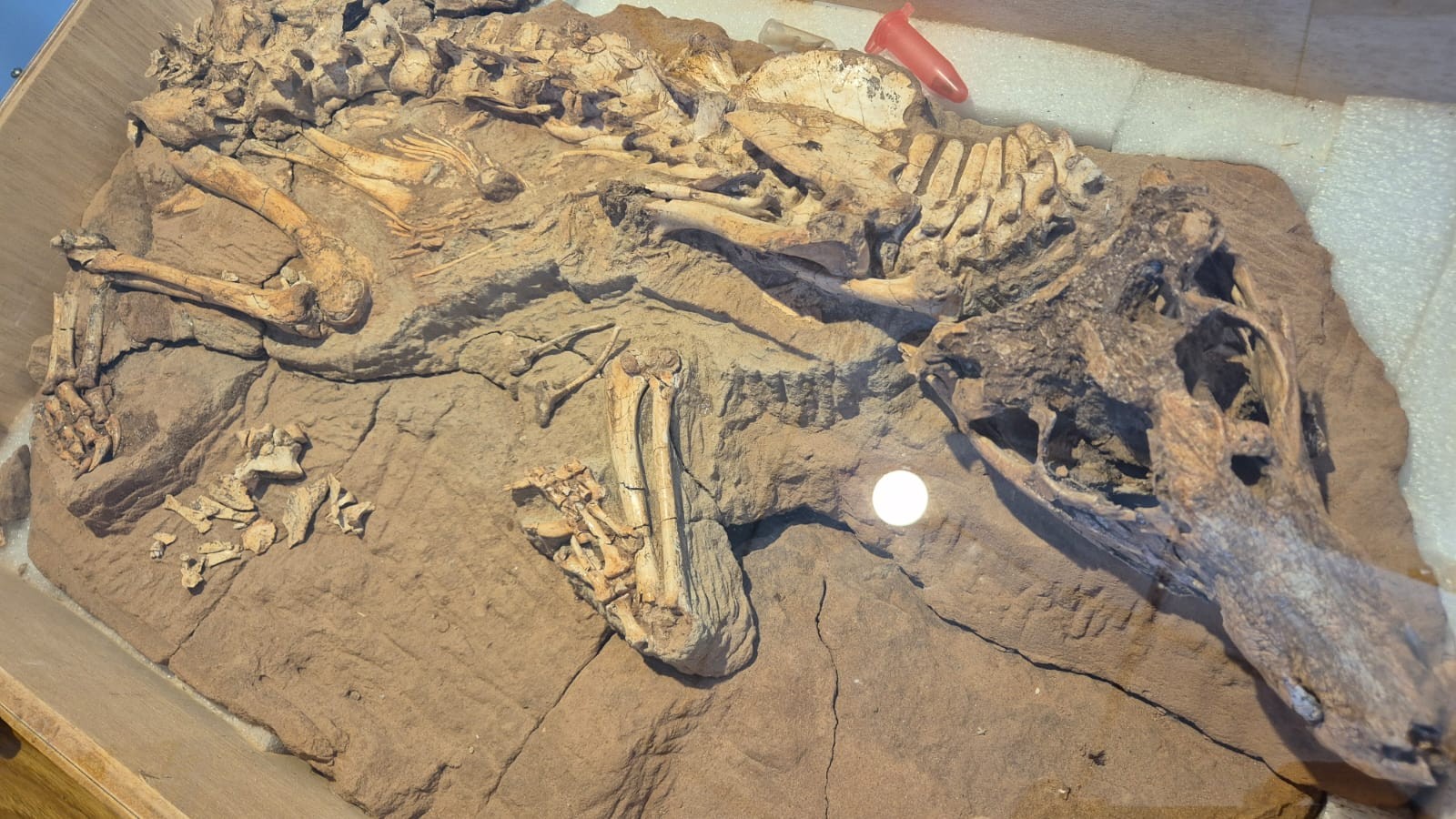 Dia do Paleontólogo: museu com fóssil de crocodilo pré-histórico único no mundo inaugura vitrine dedicada a 'Era do Gelo'