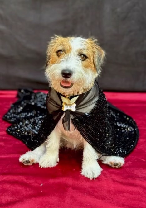 Você Não Tá Convidada pro Meu Bat Mitzvá!