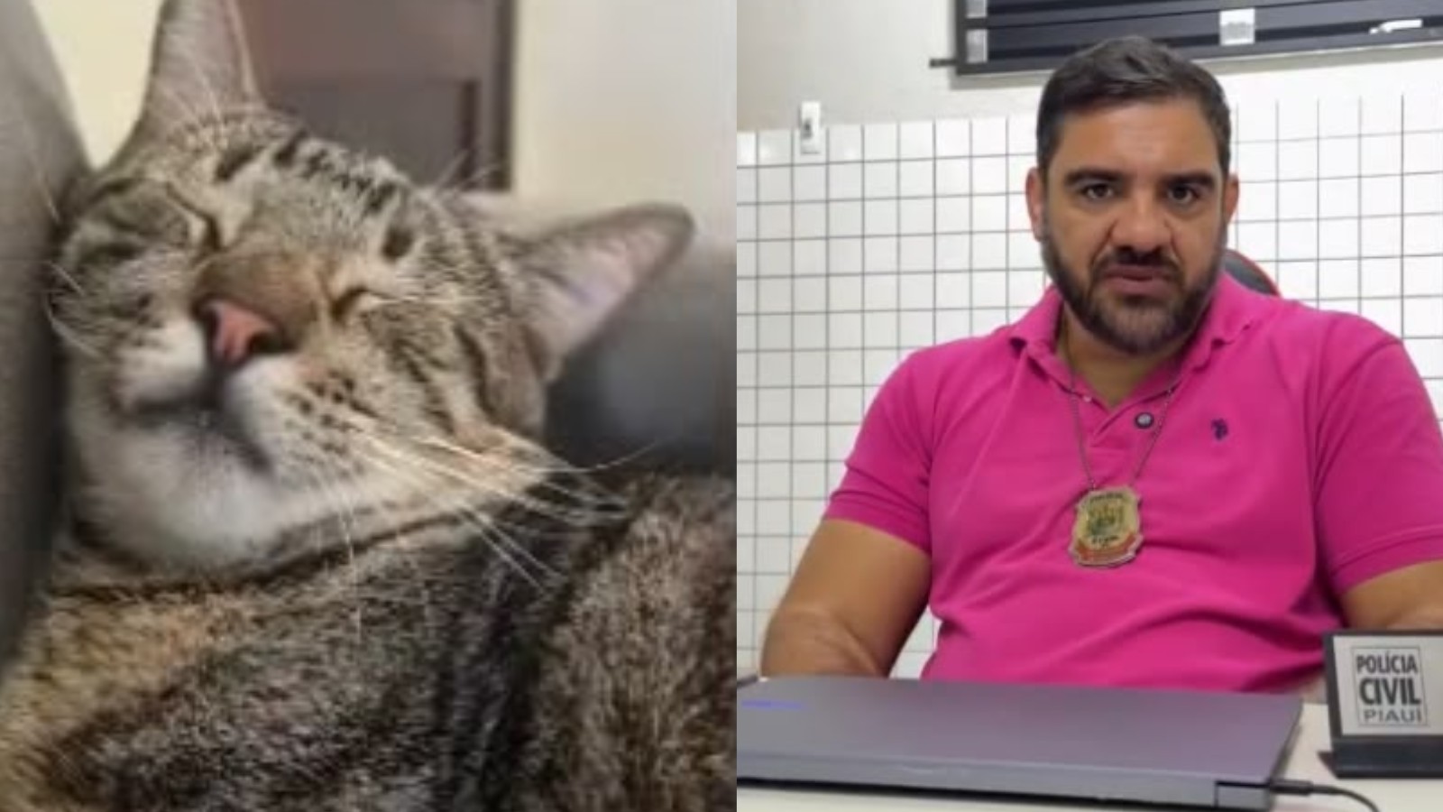 Suspeita de envenenamento de gatos preocupa moradores de condomínio no Piauí; seis animais morreram