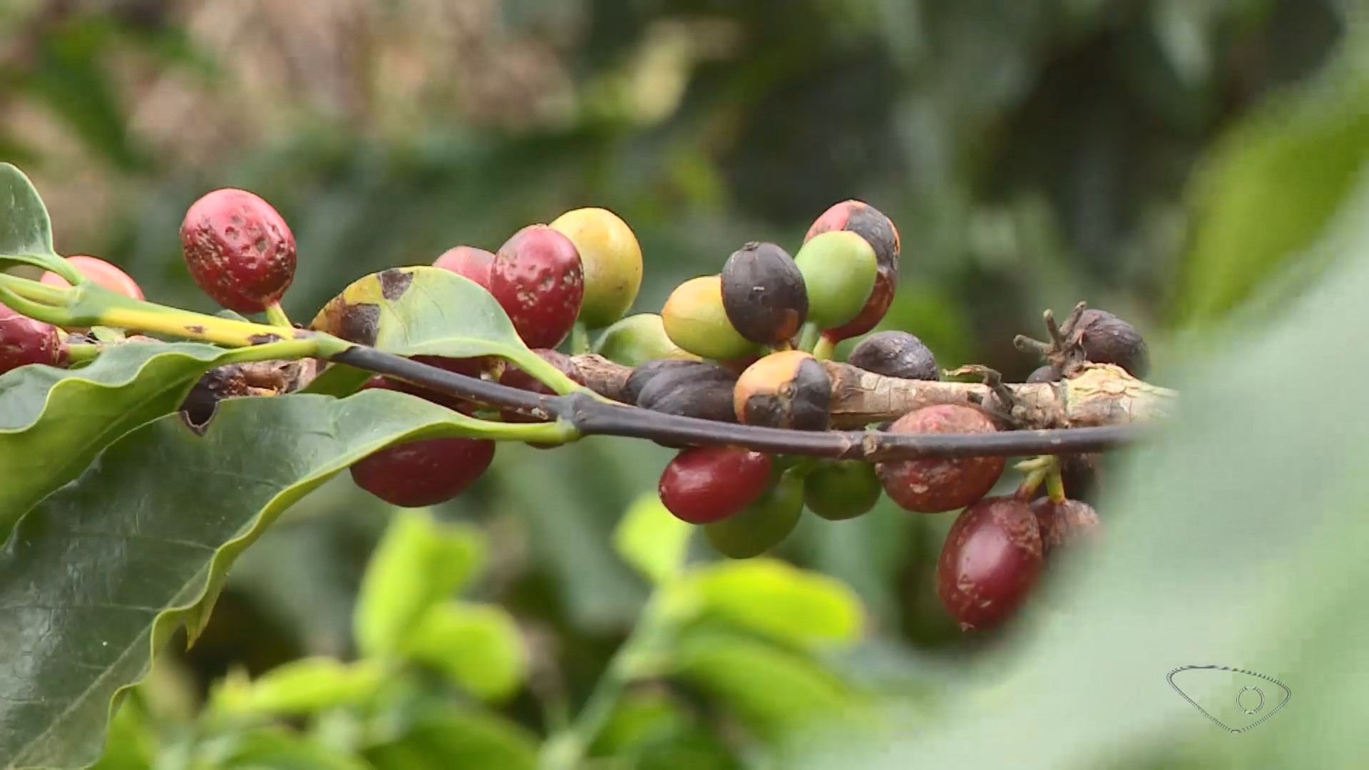 Seca derruba pela metade a produção de pimenta-do-reino e colheita de café está comprometida no ES