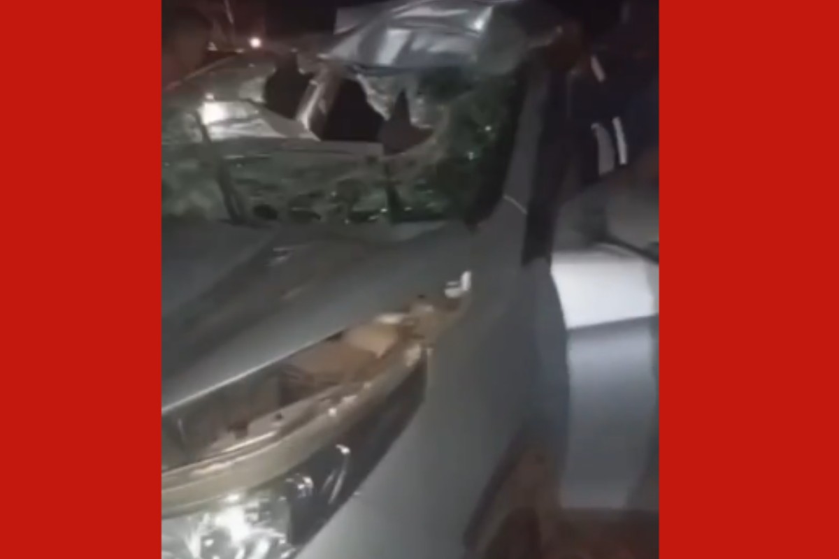 Vaca morre após ser atropelada por carro em rodovia de MT