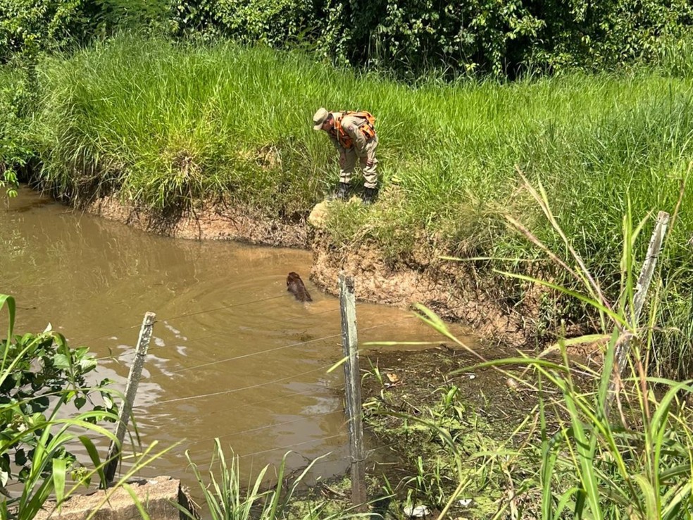 Bombeiros fizeram uma varredura na região do Ramal do Mutum em busca do idoso — Foto: Arquivo pessoal/Tauane Vilchez