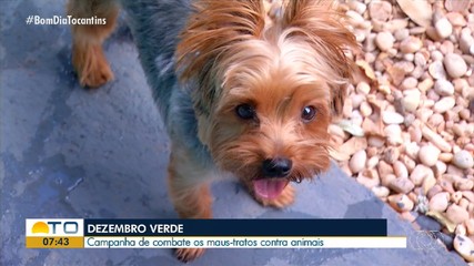 Campanha Dezembro Verde busca combater maus-tratos contra animais no Tocantins