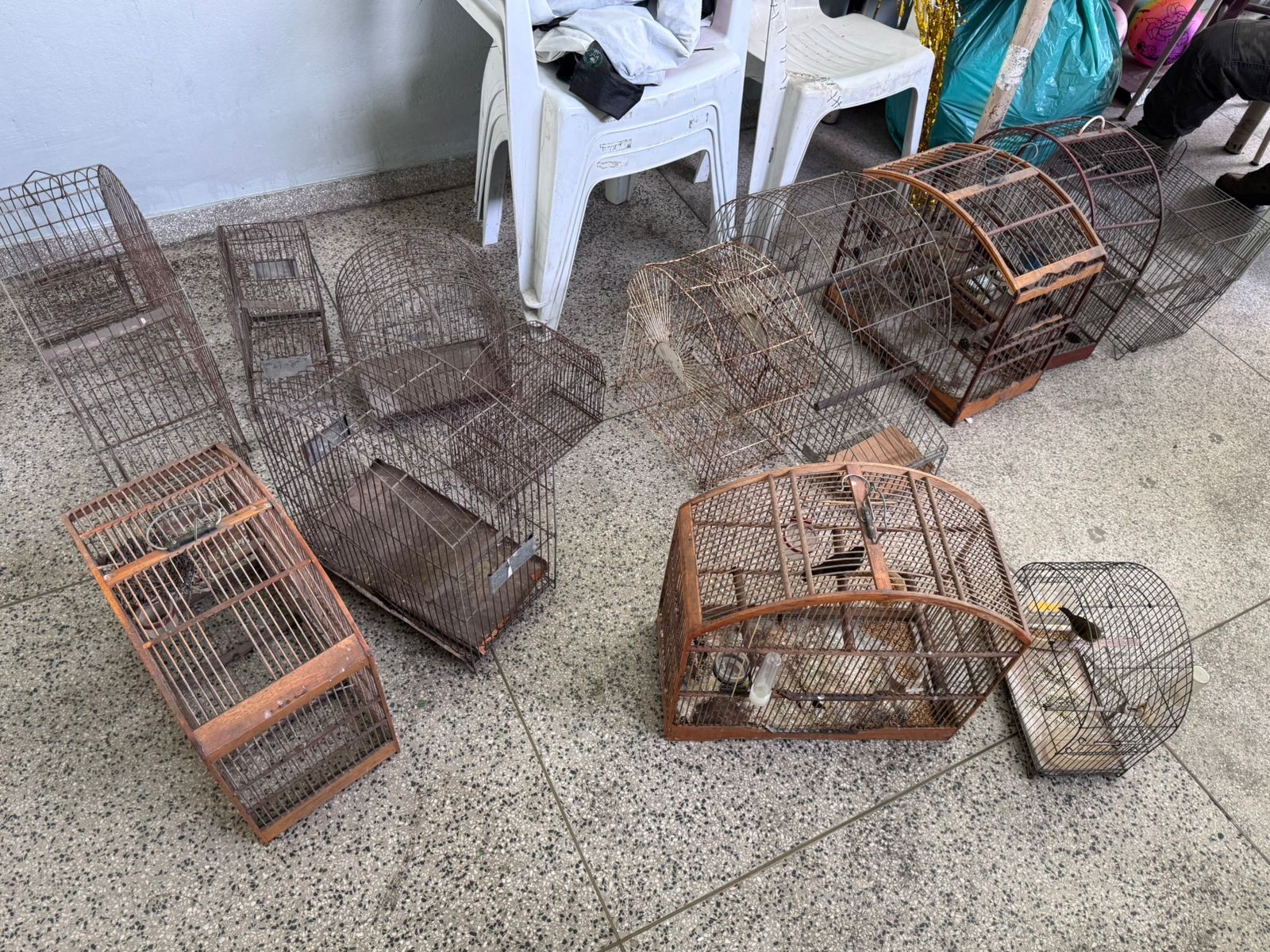 Pássaros silvestres mantidos em cativeiro são apreendidos em Barra Mansa 