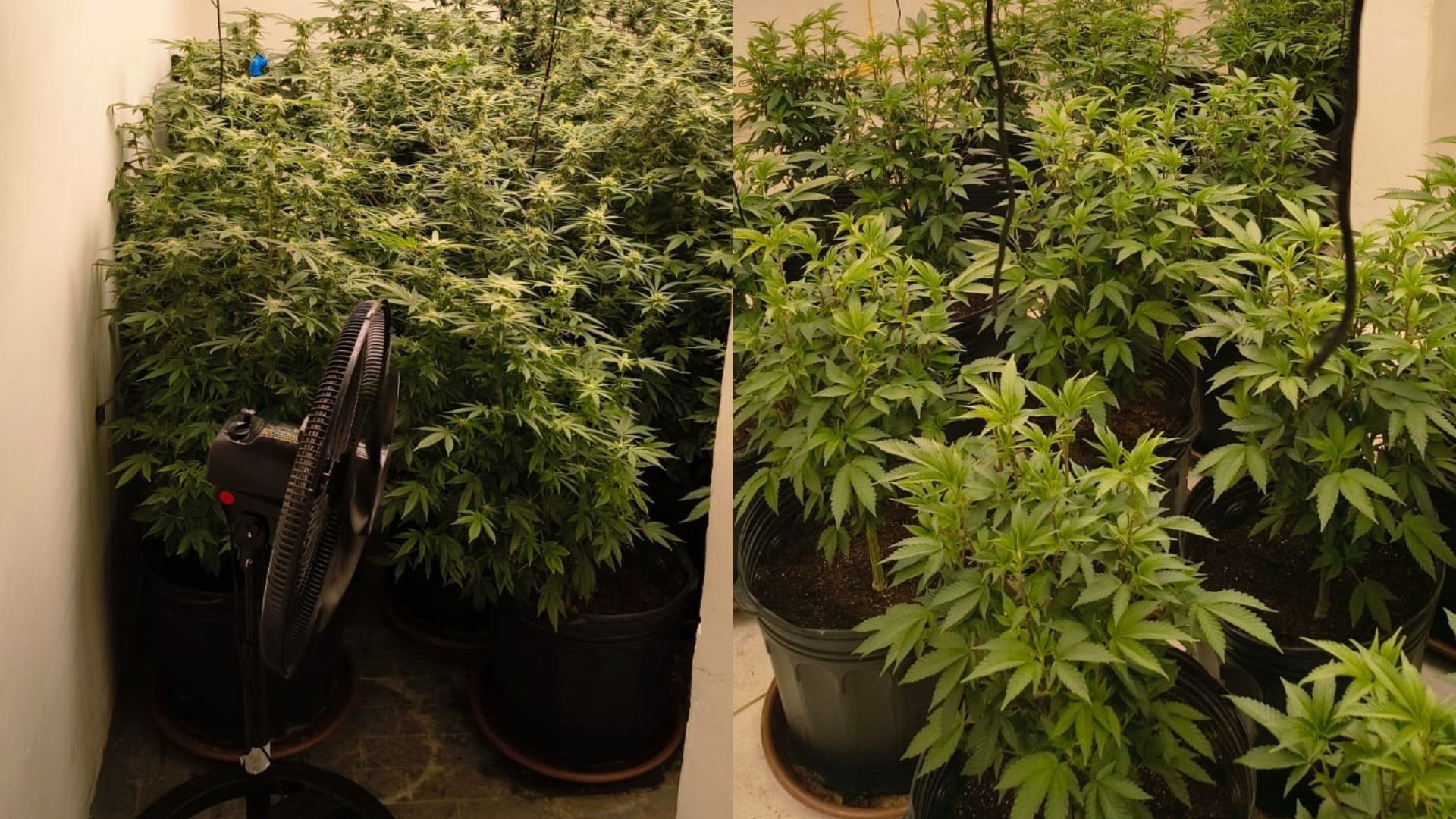 Advogado e outro homem são presos após polícia encontrar estufas de maconha dentro de casa