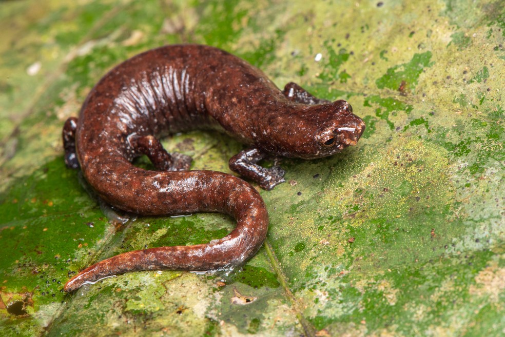 A salamandra-do-Pará (Bolitoglossa paraensis) é uma das espécies que ocorrem no Brasil que está ameaçada de extinção — Foto: Pedro Peloso