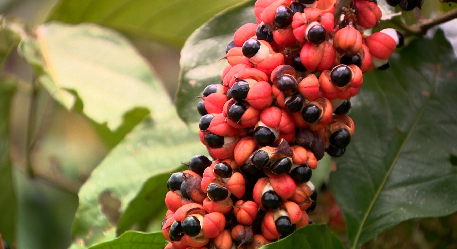 'Olhos da Amazônia': cerca de 800 toneladas de guaraná devem ser produzidas em Maués em 2026