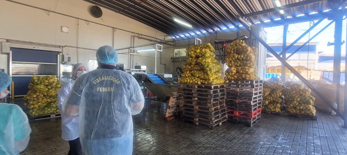 Operation of the Ministry of Agriculture inspects beverage producers in the midwest of SP