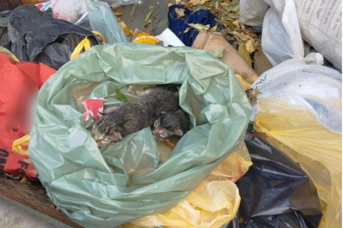 Filhotes de gato são encontrados dentro de sacola de lixo no interior de SP
