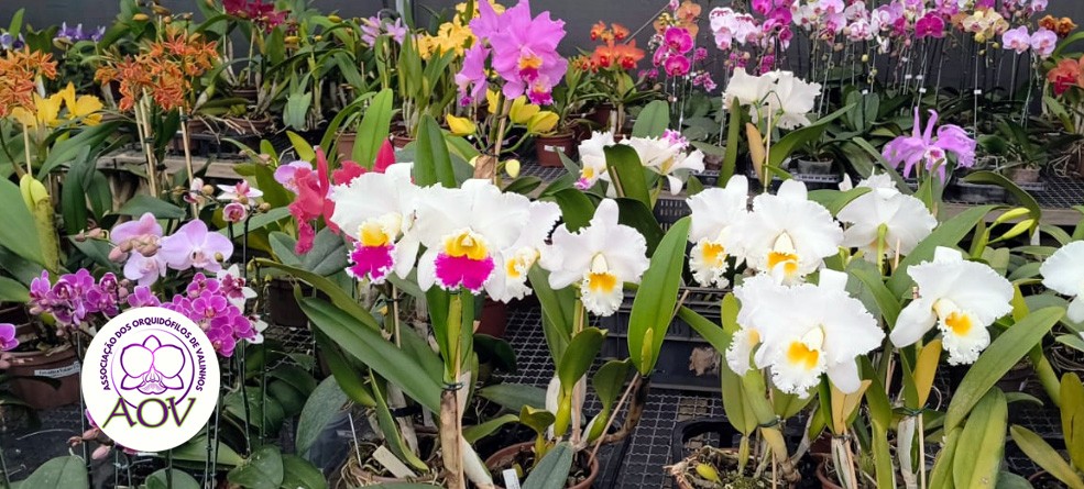 Valinhos (SP), recebe a 18º  Exposição Nacional de Orquídeas de 12 a 14 de Junho