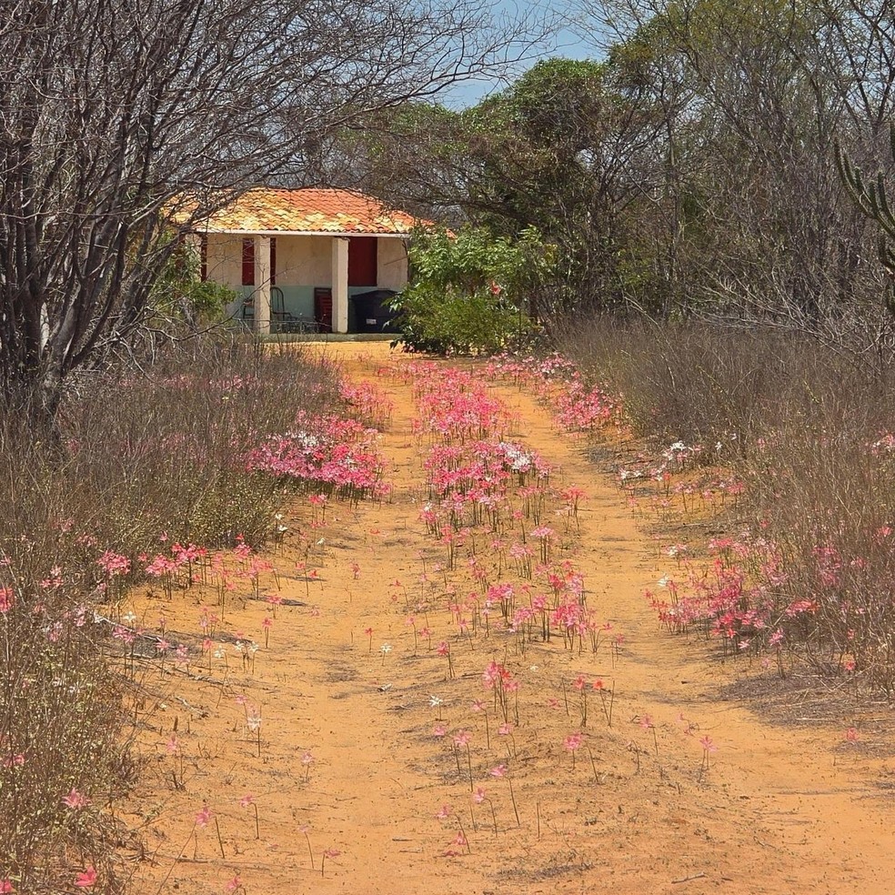 A cebola-brava também é conhecida como açucena, cebola-de-calango, lírio-de-chuva e lírio-da-caatinga. — Foto: Reprodução/Ciel do Sertão